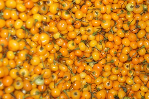 Vista 2 de Aji Charapita Pepper 10+ Semillas
