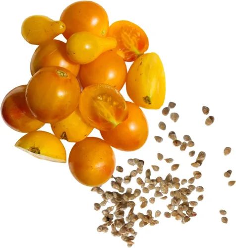 Vista 4 de Dot's Little Yellow Tomate Seeds (Solanum lycopersicum) 150 Semillas (0.02 oz)