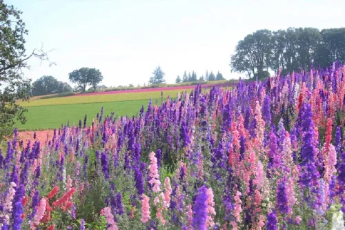 Vista 3 de Larkspur, 100 semillas imperiales gigantes recién cosechadas, una gran flor cortada