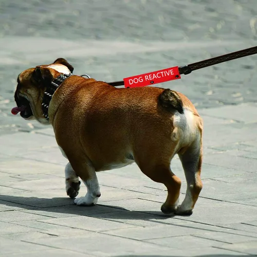 Vista 6 de Divertida funda para correa para perro, correa reactiva para perro, alerta, parche de identificación colgante, regalo de cumpleaños para mascotas
