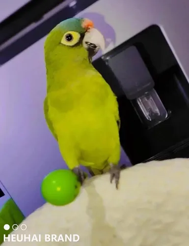 Vista 4 de Juego de 23 piezas de juguete para pájaros con campanas de larga
