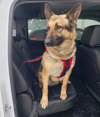 Vista 4 de ActiveDogs - Conector de cinturón de seguridad bordado de 15 pulgadas para perro, de alta visibilidad, dos tonos con correa de grado militar