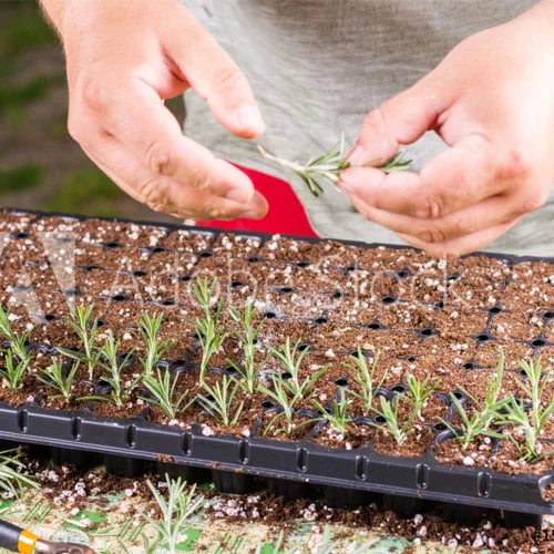 Vista 4 de Doff Planta y esquejes del polvo de enraizamiento de la hormona 2.65 oz Dibber Pack Rootings Power