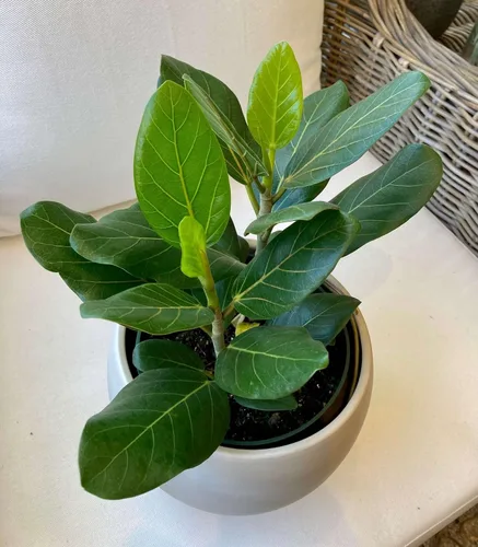Vista 10 de Ficus Tree - Paquete de 3 plantas de inicio en macetas de 2 pulgadas, variedad de variedades, impresionante planta interior de fácil cuidado