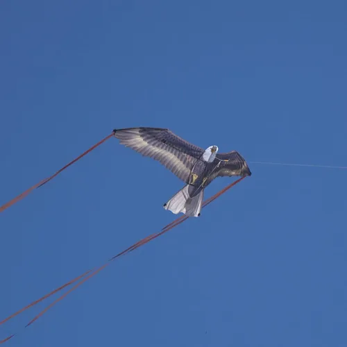 Vista 3 de X Kites BirdsofPrey - Cometa de nailon para pájaros para niños y roedores, repelente de aves