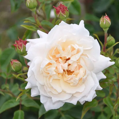 Vista 6 de Own-Root - Rosa leyenda inglesa de un galón Penny Lane™ de Heirloom Roses