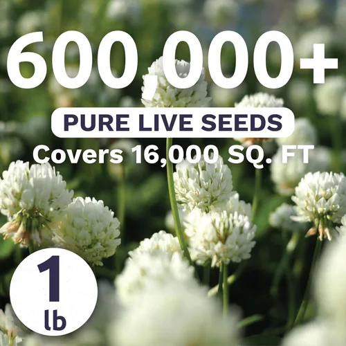 Vista 4 de Trébol holandés blanco, bolsa a granel de 1 libra, 600.000 semillas de flores para plantar - Trifolium repens