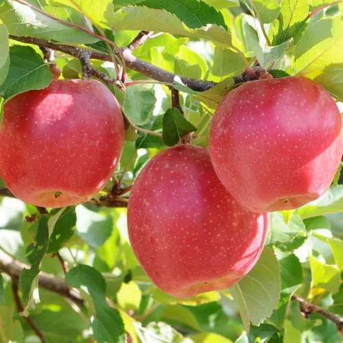 Vista 6 de Semillas de frutas mixtas para plantar, 40 unidades, limón, naranja, manzana, maracuyá, 10 unidades, arándano, 10 unidades, cereza, semillas frescas