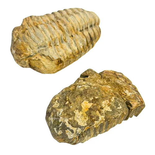 Vista 3 de Fósiles de trilobite (1, 1.5 pulgadas)