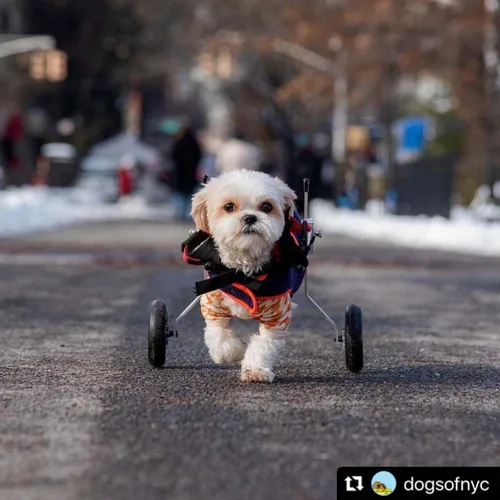 Vista 2 de Best Friend Mobility Silla de ruedas para perros - Tamaño XXS