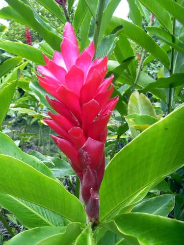 Vista 6 de Raíz de planta de jengibre rojo hawaiano ~ Grow Hawaii