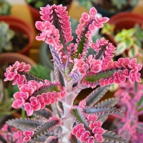 Vista 2 de 2 Plantas Vivas de Kalanchoe Mariposa Rosa, Planta Viva de Kalanchoe, en Maceta de 2 Pulgadas, Kalanchoe Rosa Suculenta Madre de Miles