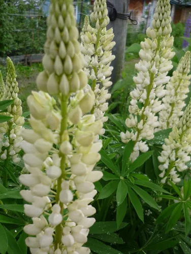 Vista 7 de Semillas Lupine Blanco Gigantes Flores Perennes No OGM