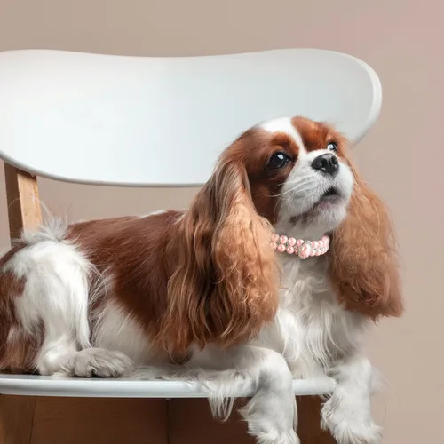 Vista 2 de Collares de perlas grandes para perros pequeños y gatos con decoración de diamantes de imitación de cristal, collar ajustable de piel sintética