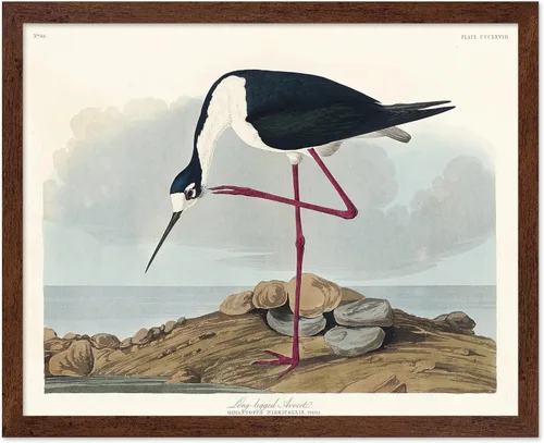 Vista 20 de Poster Master Póster vintage de James Audubon – Impresión retro de amargo americano – Arte de aves de América – Regalo para hombres, mujeres