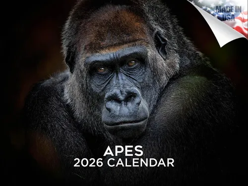Vista 193 de Calendario de grises africanos 2025 2026 – Planificador mensual de pared de aves africanas – 12 x 18 pulgadas (abierto), calendario de pared