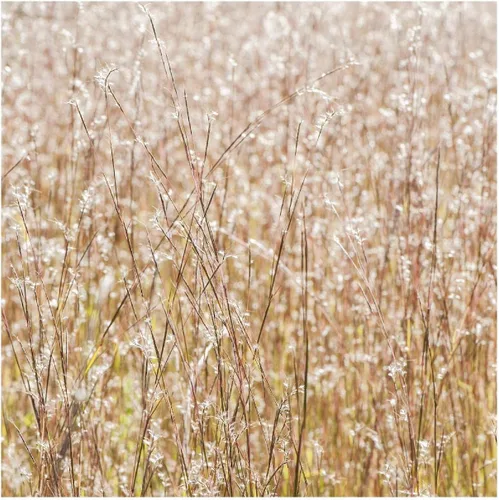 Vista 4 de Everwilde Farms - Semillas de hierba nativa Little Bluestem de 1 onza - Gold Vault
