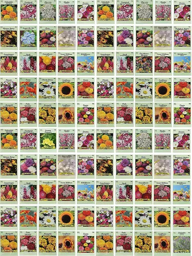 Vista 5 de Juego de semillas de flores, variedades de flores de semillas de alta calidad sin OMG y reliquias para plantar, girasol, caléndula, lavanda y mucho