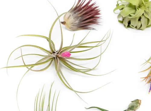 Vista 2 de Paquete de 6 bolsas de agarre para plantas de aire pequeñas y medianas - Paquete de fertilizantes - Venta al por mayor - a granel - Tillandsia vivo