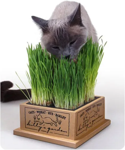 Vista 3 de SmartCat jardín para gato, Preguntas - por email