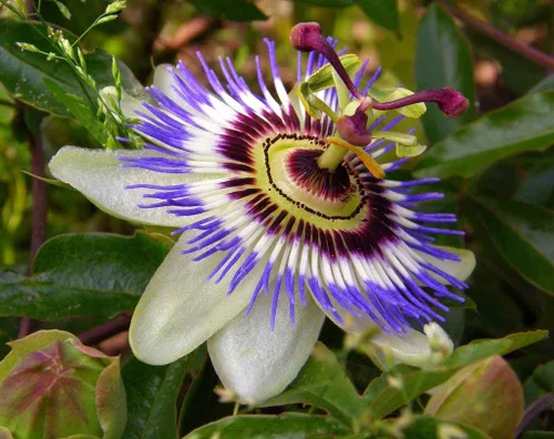 Vista 5 de Semillas Flores Pasiflora Púrpura Perenne Exótico - 3 Semillas