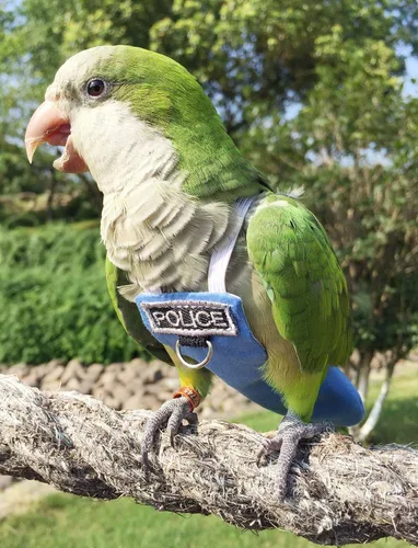 Vista 2 de Trajes y pañales de vuelo de aves Poli(L) - Reutilizables, impermeables, suministros para pájaros para mascotas