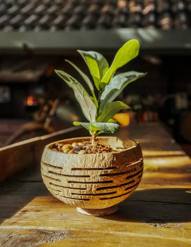 Vista 5 de Rainforest Bowls Horizons - Maceta de coco con orificio de drenaje, perfecta para suculentas, flores, plantas pequeñas, jardines interiores