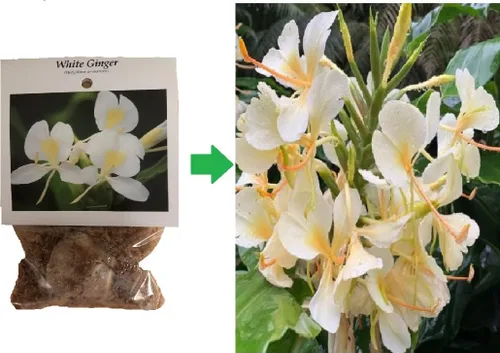 Vista 3 de Raíz de jengibre blanco hawaiano Hedychium Coronarium J6