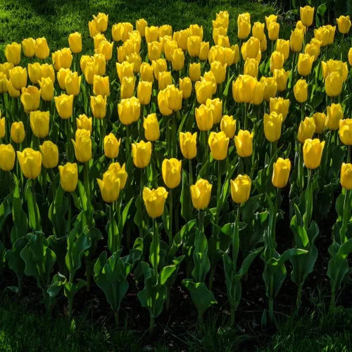 Vista 3 de Bulbos de floración de primavera de tulipán perenne amarillo dorado gigante (6)