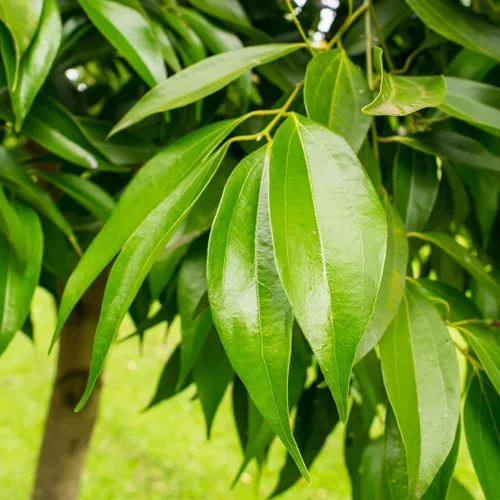 Vista 5 de Herb Pharm Extracto líquido de canela: Corteza de canela orgánica certificada para apoyo del sistema gastrointestinal y digestivo, sin gluten