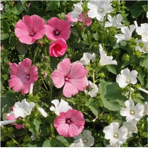 Vista 2 de Everwilde Farms - Semillas de flores silvestres de malva rosa de 1 onza - Gold Vault