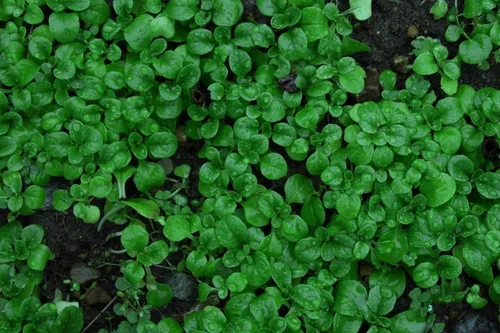 Vista 2 de Semillas de ensalada de maíz Aka, Mache,Lechuga de cordero, ensalada de campo, (Valerianella Locusta) (1/4 lb)