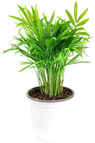 Vista 17 de Planta de goma burdeos (maceta de cultivo de 4 pulgadas) - Planta de interior saludable - Planta de interior de fácil cuidado