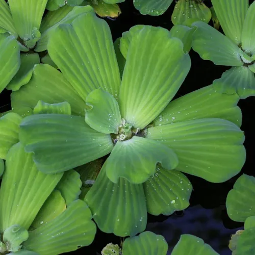Vista 3 de Lechuga acuática Plantas flotantes vivas para estanques acuáticos (1 lechuga de agua)