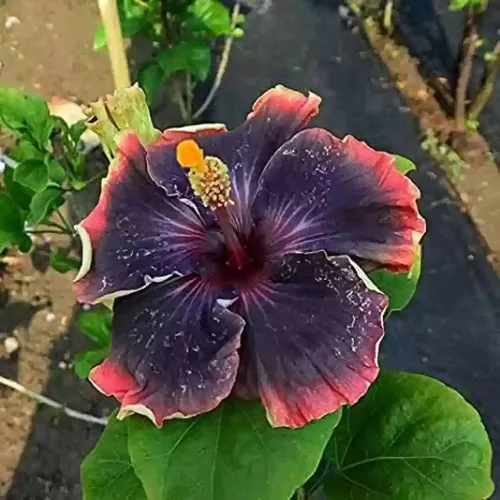 Vista 5 de 30 semillas de flores de hibisco negro para plantar, impresionantes semillas de flores gigantes raras, plantas exóticas tropicales, llamativas