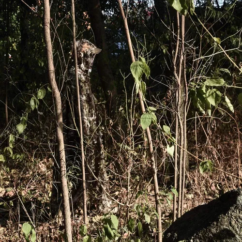 Vista 7 de LOOGU Traje de caza Ghillie, traje de camuflaje frondoso 3D, accesorios militares y de tiro, ropa de equipo táctico
