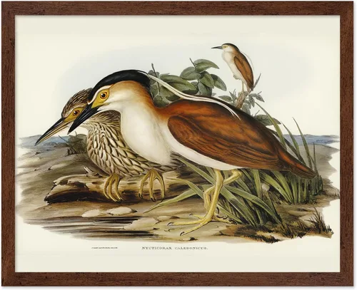 Vista 131 de Poster Master Póster vintage de James Audubon – Impresión retro de amargo americano – Arte de aves de América – Regalo para hombres, mujeres