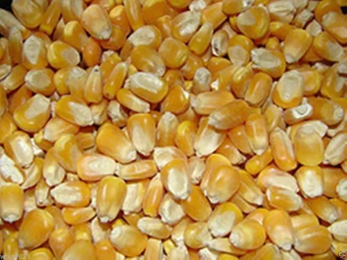 Vista 5 de 200 SWEET Corn SEED (mantequilla y azúcar dulce, maíz bicolor)