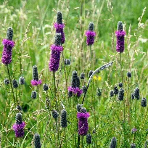 Vista 2 de 2,000 semillas de trébol de pradera morada, 0.14 oz cosechadas en EE. UU., abeja polinizadora nativa, mariposa