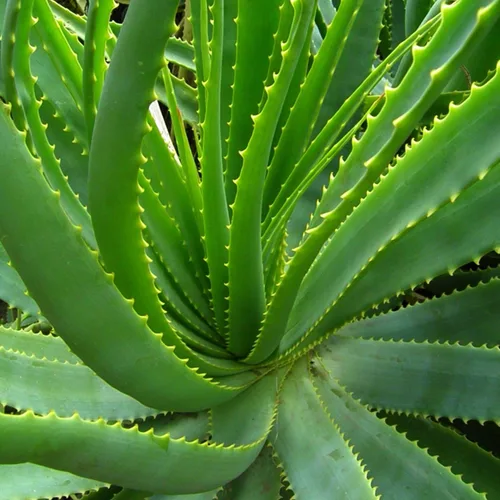 Vista 8 de Planta viva de aloe vera de aloe vera para plantar en maceta de tamaño de 2 pulgadas Planta Aleo vibrante de bajo mantenimiento para patio, balcón
