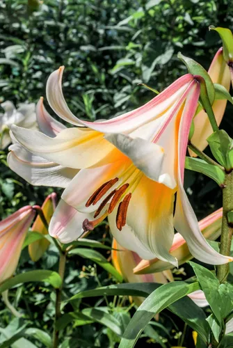 Vista 3 de 10 semillas de flores blancas y rosas de Royal / King's Lilium Regale