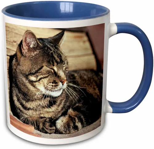 Vista 8 de 3dRose (mug_94870_1) Utah, Capitol Reef NP. Sleeping atigrado cat - US45 RER0114 - Ric Ergenbright - Taza de cerámica, 11 onzas Blanco
