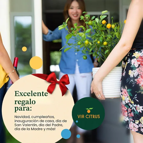 Vista 5 de Calamondin Tree - Plantas vivas para exteriores de 18 a 22 pulgadas de alto, árboles frutales de interior enanos, plantas vivas que no se pueden