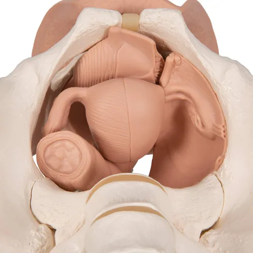 Vista 10 de 3B Scientific L31 3 Parte hembra Pelvis Esqueleto con modelo de los Órganos genitales, 13" x 10.2" x 7.1