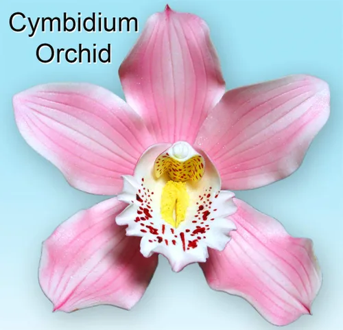 Vista 3 de WSA - Vetas de pétalos de doble cara de orquídea Cymbidium (juego de 2)