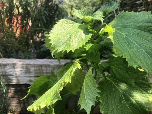 Vista 3 de 2 paquetes de Perilla Zi Su Green Shiso - 50 semillas por paquete