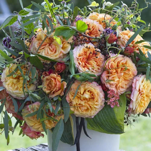 Vista 3 de Rosas Heirloom Grandiflora, planta de raíz propia viva para jardín al aire libre, Sunbelt® Crazy Love™, Moderadamente fragantes, Zonas