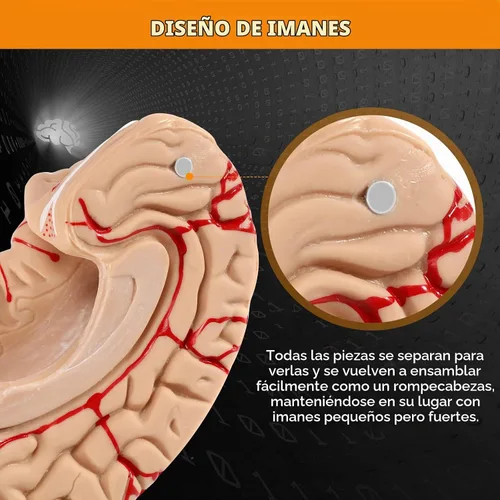 Vista 6 de BEAMNOVA Modelo de cerebro humano con vasos, modelo de anatomía de tamaño real de 8 partes desmontable con imanes, herramienta de enseñanza