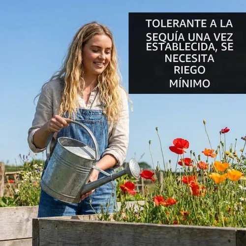Vista 3 de Amapolas Exóticas Variedades de Semillas de Amapola El Gigante (500 Semillas) Papaver Somniferum