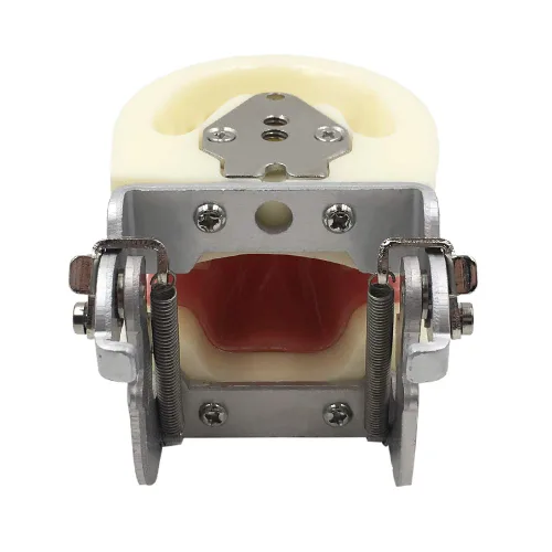 Vista 5 de Typodont - Modelo de dientes para niños, con 24 dientes extraíbles, compatible con Kilgore Nissin para enseñanza, estudio